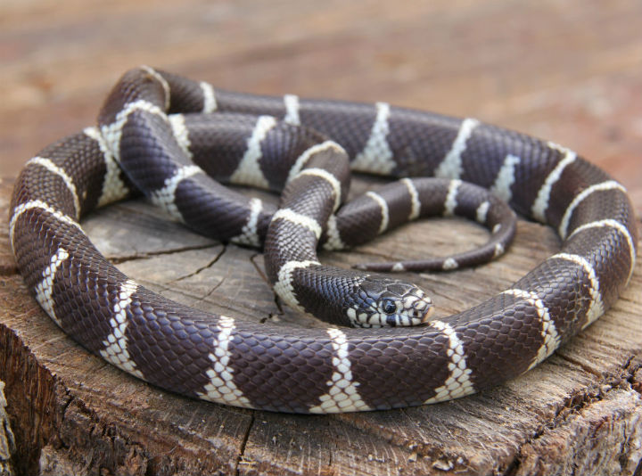 California Kingsnake